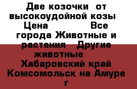 Две козочки  от высокоудойной козы › Цена ­ 20 000 - Все города Животные и растения » Другие животные   . Хабаровский край,Комсомольск-на-Амуре г.